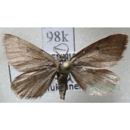 Speranza fusca (Thunberg, 1792) male Finland98k